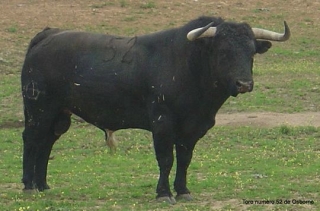 contempla al toro bravo.jpg